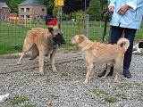 RENCONTRE ENTRE CHIENS 190